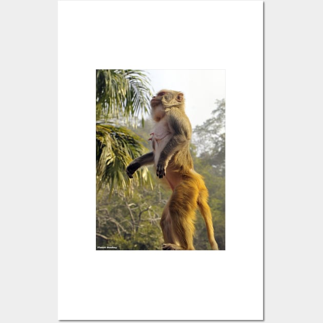 Amazing Monkey Stand Up for your rights Wall Art by PlanetMonkey